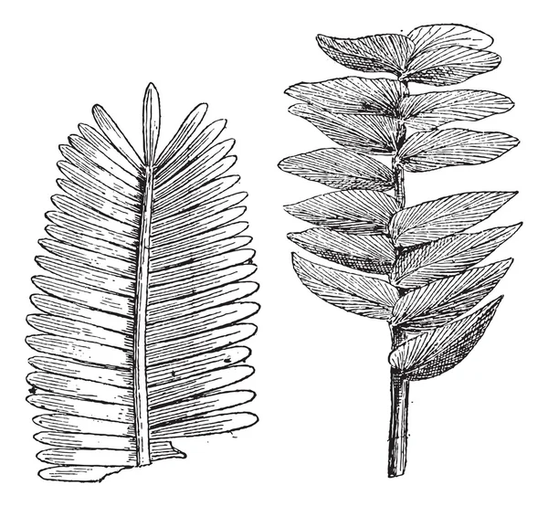 侏罗纪时代、 pterophyllum jaegeri、 otozamites decorus、 复古 — 图库矢量图片