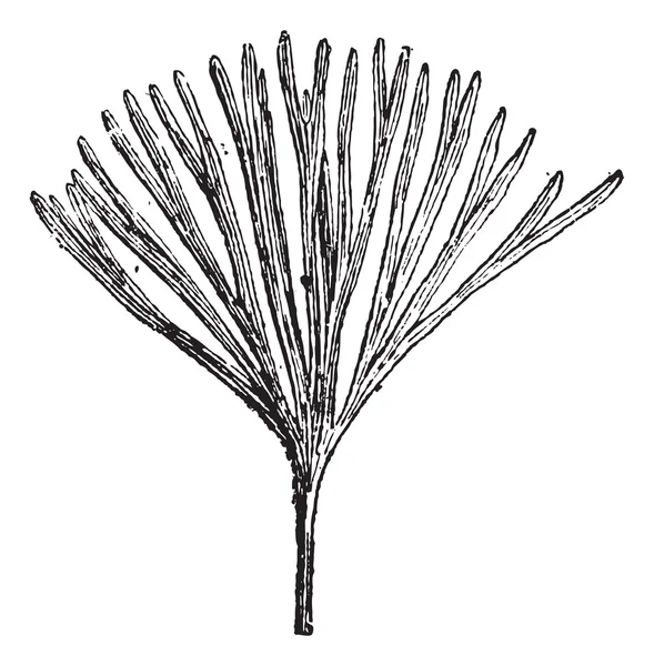 Baiera munsteriana, во время юрского периода, винтажный гравин — стоковый вектор