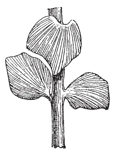 Sphenozamites latifolius, a Cycad, pendant la période jurassique, v — Image vectorielle