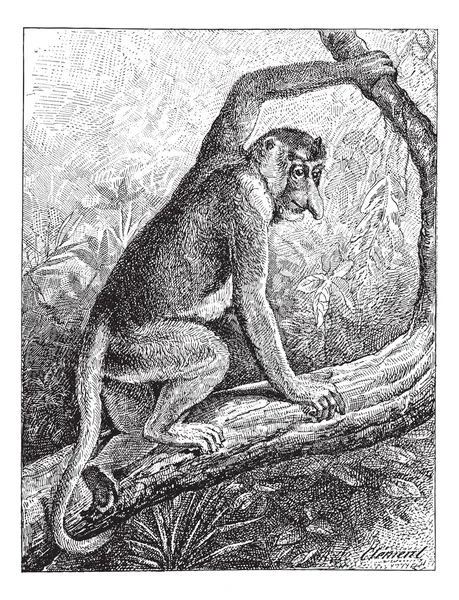 Kahau 或长鼻猴 （鼻 larvatus），老式雕刻. — 图库矢量图片