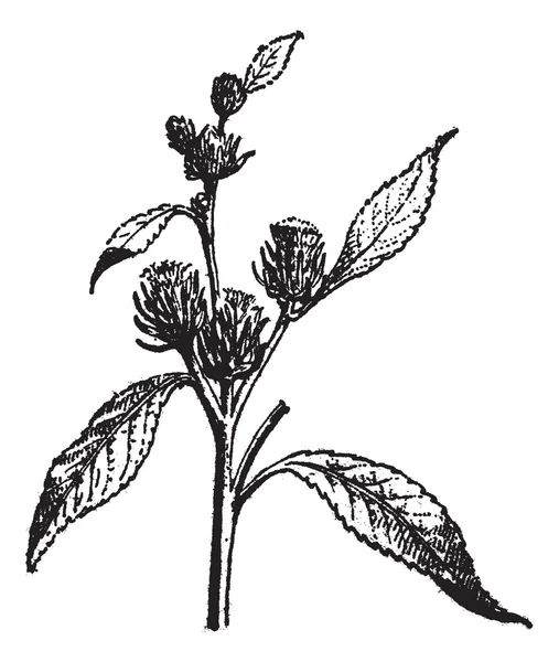 Χαρακτική Tumbleweed ή καλη ΣΠ., vintage — Διανυσματικό Αρχείο