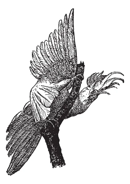 Cockatoo, vintage engraving. — Stock Vector