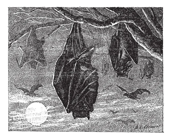 Kalong 또는 큰 박쥐 (pteropus vampyrus), 빈티지 engravin — 스톡 벡터