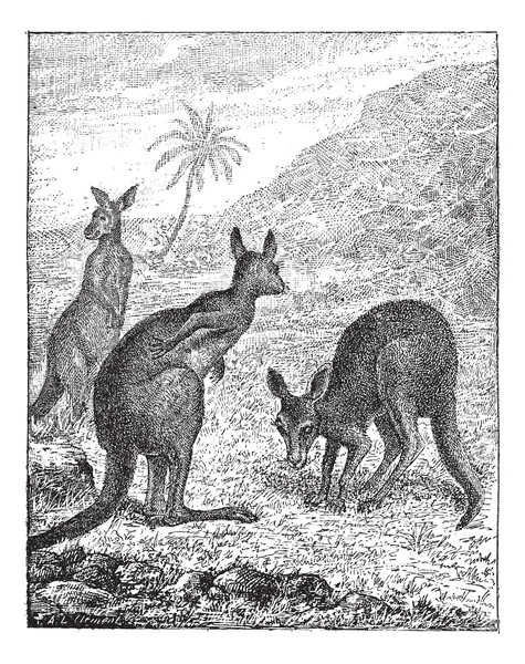 Kangaroo, vintage engraving. — Stock Vector