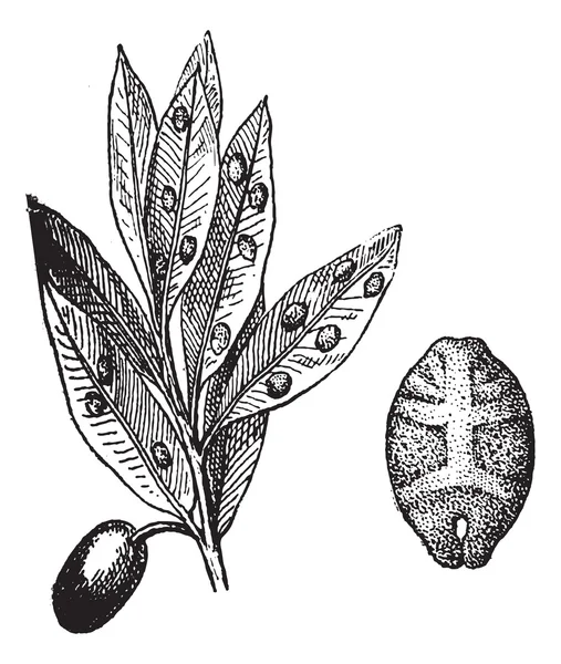 Kermes avec olive, gravure vintage . — Image vectorielle