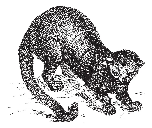 Kinkajou (Potos flavus) або медовий ведмідь, вінтажне гравіювання . — стоковий вектор