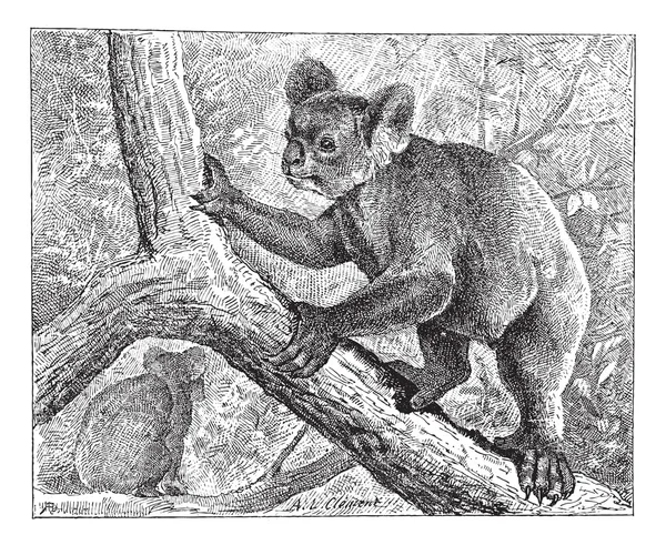 Koala, gravure vintage . — Image vectorielle