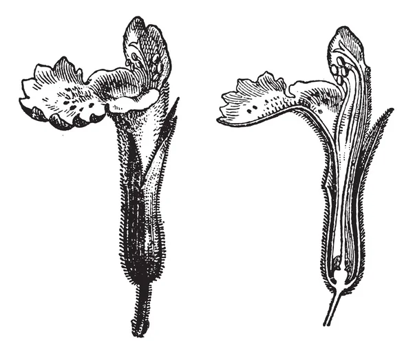 Labiatae, Nepeta cataria, gravure vintage . — Image vectorielle