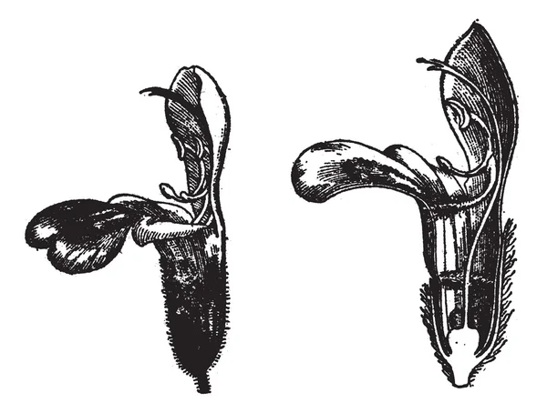 Labiatae, цветочный шалфей, винтажная гравировка — стоковый вектор