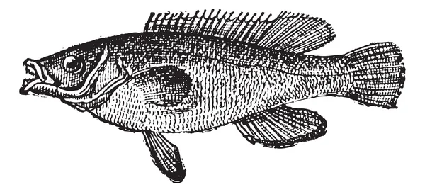 杜鹃的苏眉鱼或 labrus mixtus，复古雕刻 — 图库矢量图片