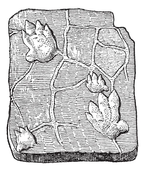 Labyrinthodontia, ayak izi, antika gravür. — Stok Vektör