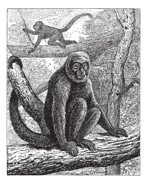 훔볼트의 양 털 원숭이 또는 일반적인 양 털 원숭이, 빈티지 engrav — 스톡 벡터