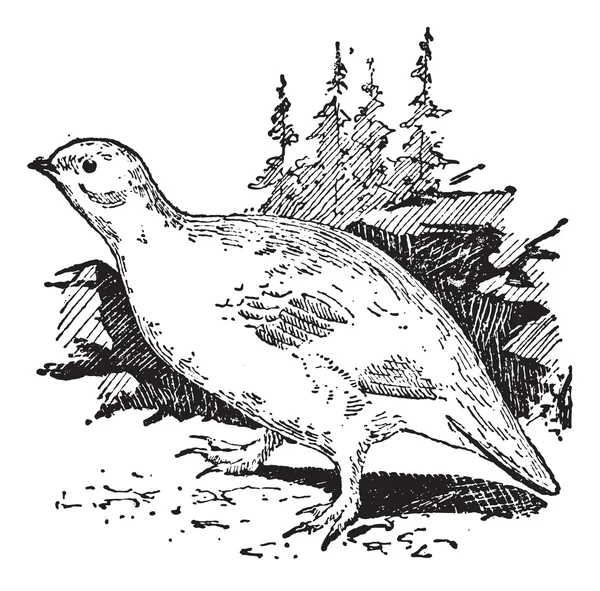 Alpensneeuwhoen vogel, vintage gravure. — Stockvector