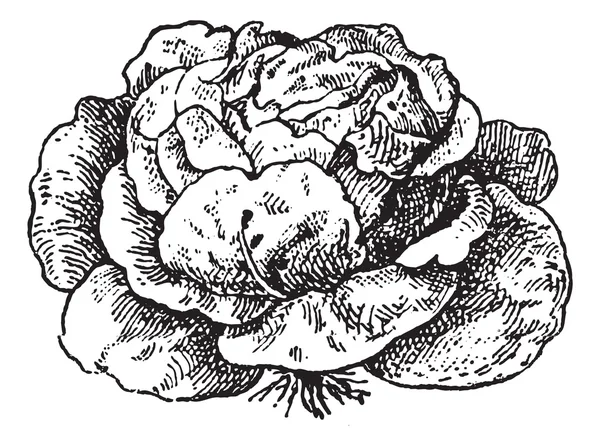 Alface (Lactuca sativa), gravura vintage . — Vetor de Stock