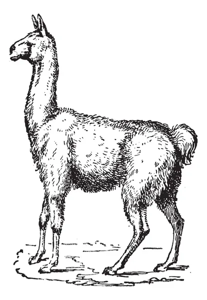 Lama, vintage gravírování. — Stockový vektor
