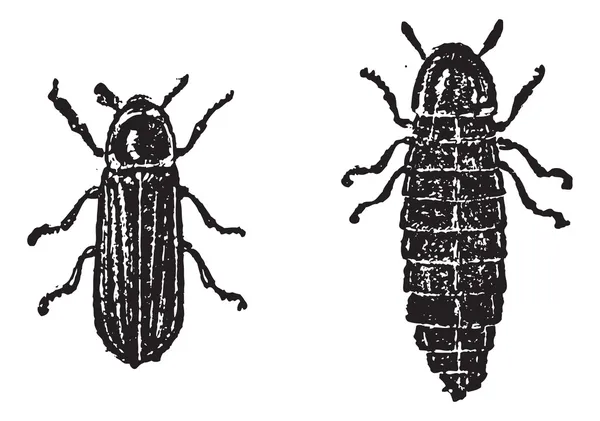 Firefly veya lampyridae, antika gravür — Stok Vektör