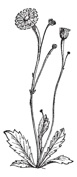 Nipplewort o Lapsana communis, grabado vintage — Vector de stock