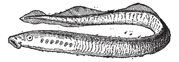 Anguilas lampreas, grabados de época . — Vector de stock