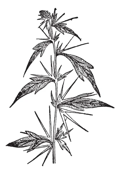 Cockleburs (Xanthium), винтажная гравировка . — стоковый вектор