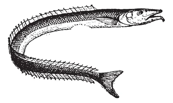 Lancetfish veya alepisaurus sp., antika gravür — Stok Vektör