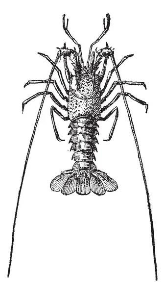 Crayfish ou crawdads, gravura vintage . — Vetor de Stock