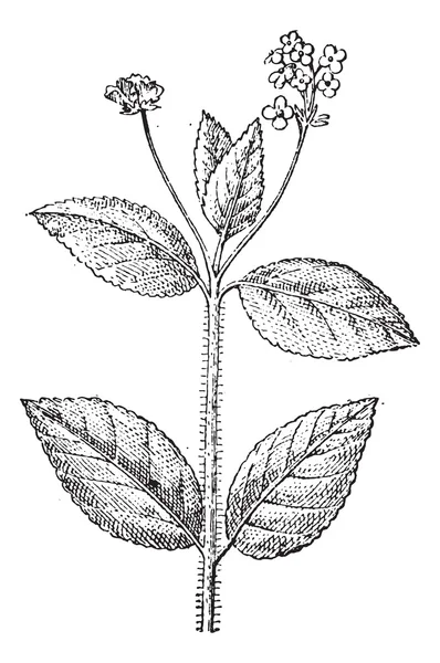 Lantana, een bloeiende plant, vintage gravure. — Stockvector