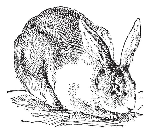 Кролик, винтажная гравировка . — стоковый вектор