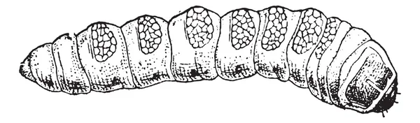 Μεγάλη Αιγόκερως σκαθάρι ή cerambyx διακοπή κατανάλωσης λουκάνικων, vintage Χαρακτική — Διανυσματικό Αρχείο