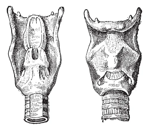 Boîte vocale ou Larynx, gravure vintage — Image vectorielle