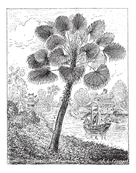 Rode latan palm of Lavender lontaroides, vintage gravure — Stockvector
