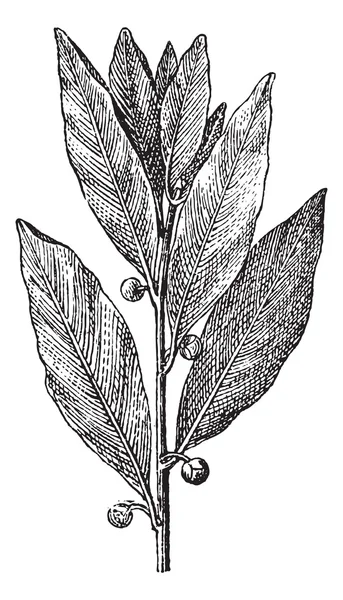 Bay Laurel or Laurus nobilis, vintage engraving — Stock Vector