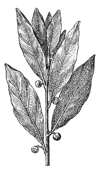 Bay laurel eller laurus nobilis, vintage gravyr — Stock vektor