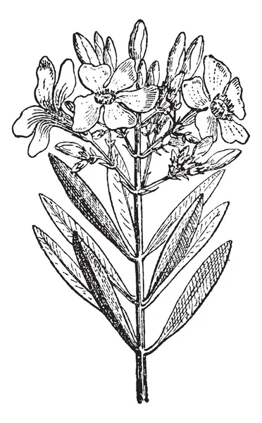 Oleander or Nerium oleander, vintage engraving — Stock Vector