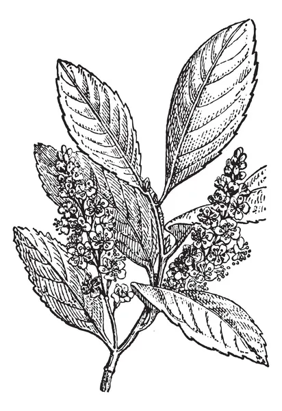 Cereza agria o Prunus cerasus, grabado vintage — Vector de stock