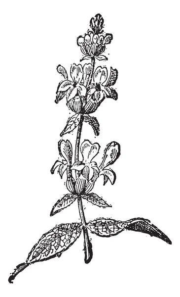 Lavender або Lavandula sp., старовинна гравюра — стоковий вектор