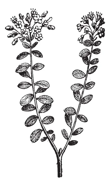 Romarin sauvage ou Rhododendron tomentosum, gravure vintage — Image vectorielle