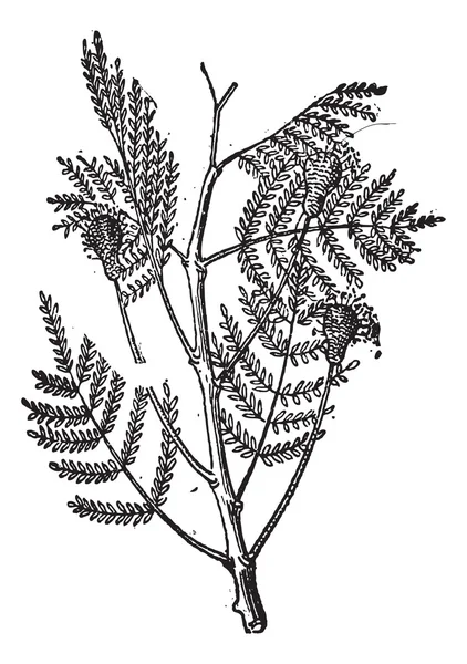 可亲或 parkia biglobosa，复古雕刻 — 图库矢量图片