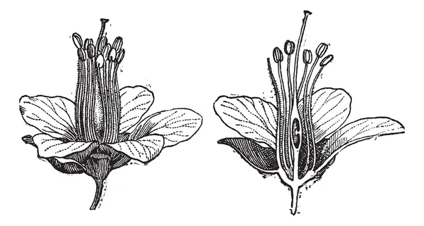 Madeira serrada ou Haematoxylum campechianum, gravura vintage —  Vetores de Stock