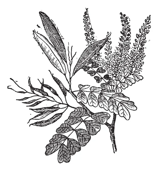 Bois rond ou Haematoxylum campechianum, gravure vintage — Image vectorielle