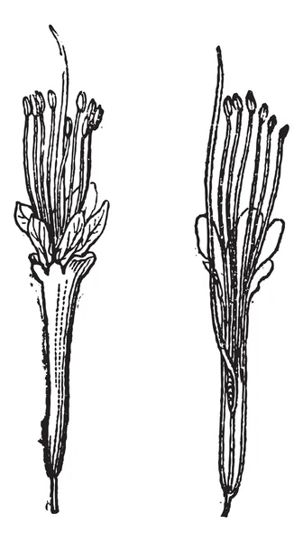 Nere o Parkia biglobosa, grabado vintage — Vector de stock