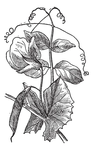 Erbse oder Pisum sativum, Vintage-Gravur — Stockvektor