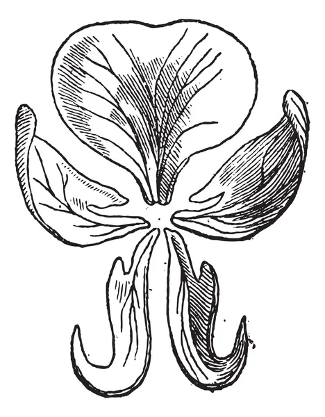 Guisante o Pisum sativum, grabado vintage — Vector de stock
