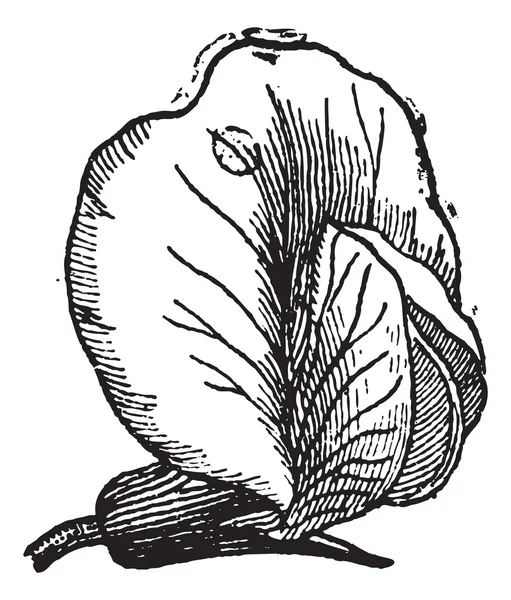 Guisante o Pisum sativum, grabado vintage — Archivo Imágenes Vectoriales