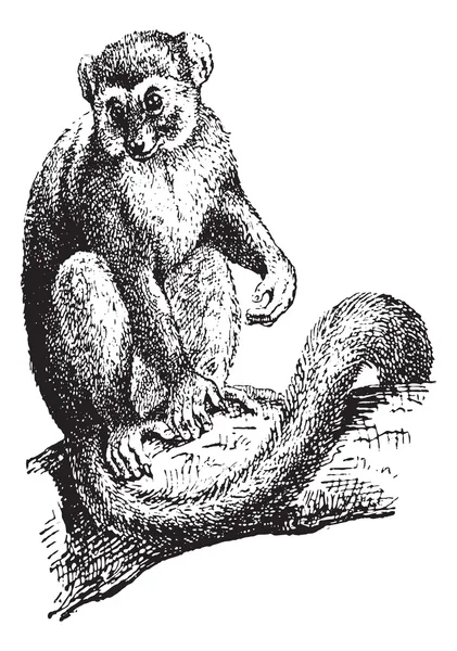 Lemura nebo lemur sp., vintage gravírování — Stockový vektor