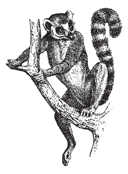 环尾狐猴或狐猴 catta，复古雕刻 — 图库矢量图片