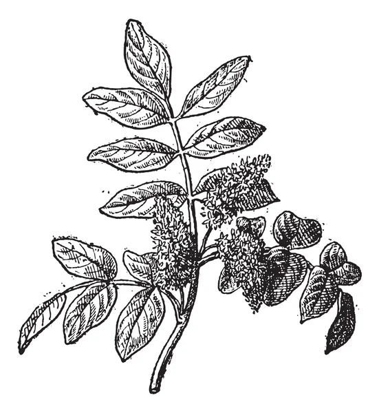 Mastic ou Pistacia lentiscus, gravura vintage — Vetor de Stock