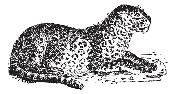 Leopardo ou Pantera pardus, gravura vintage — Vetor de Stock
