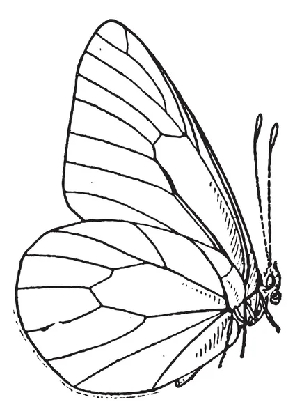 Lepidoptera veya lepidoptera, antika gravür — Stok Vektör