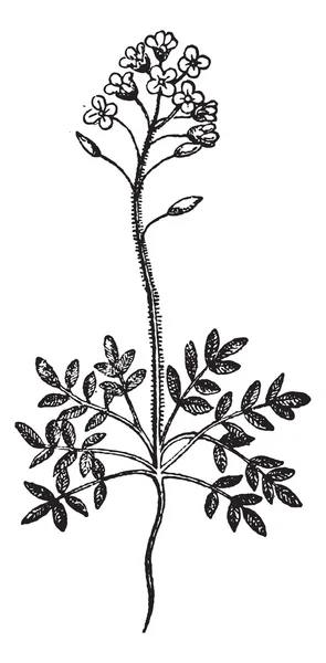 Campo Pepperweed o Lepidium campestre, incisione vintage — Vettoriale Stock