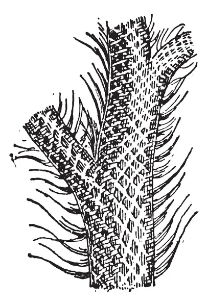 Лепидодендрон, винтажная гравировка — стоковый вектор